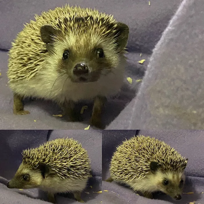 Hedgehog Garden Picture 10