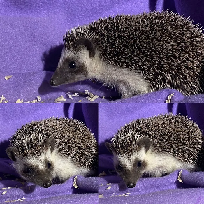 Hedgehog Garden Picture 8