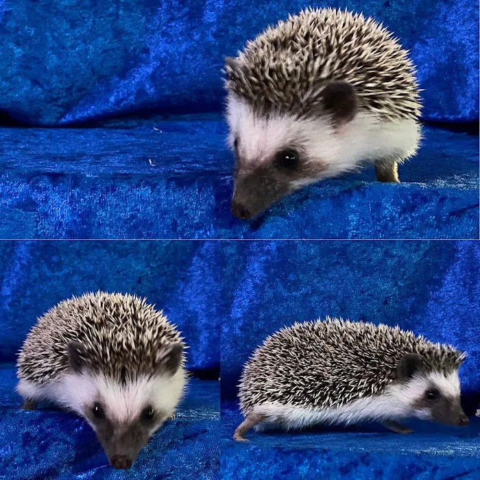 Hedgehog Garden Picture 7