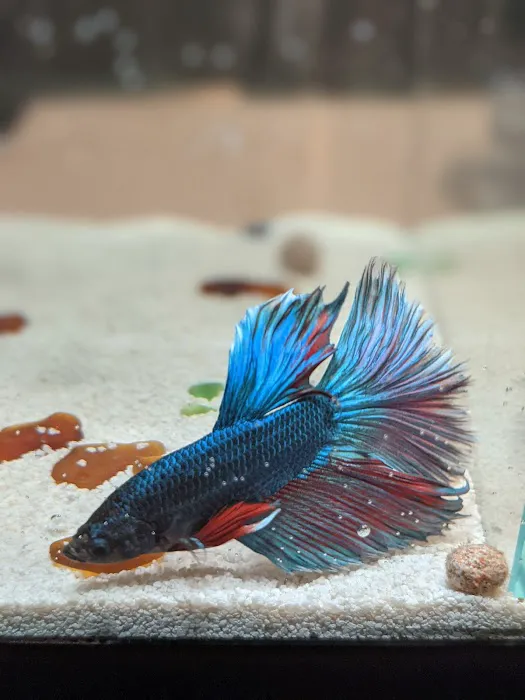Tropical Fish World Picture 6