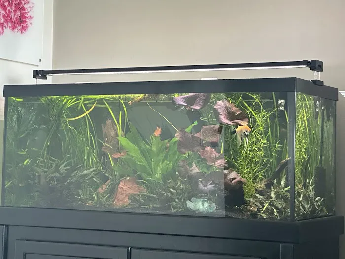 Tropical Fish World Picture 10