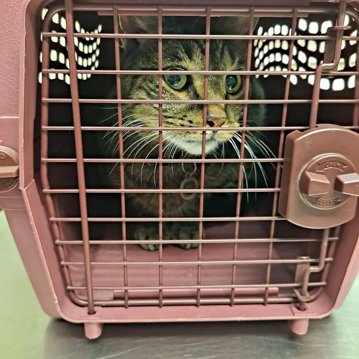 Bellport Animal Hospital Picture 8