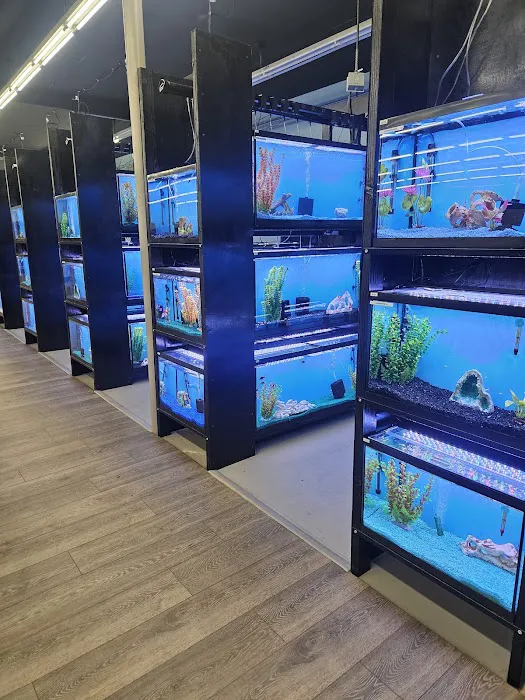 Tropical fish world Picture 3