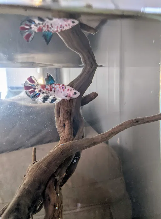 Tropical fish world Picture 9