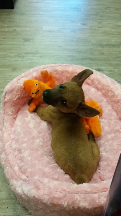 Pet Town Picture 7