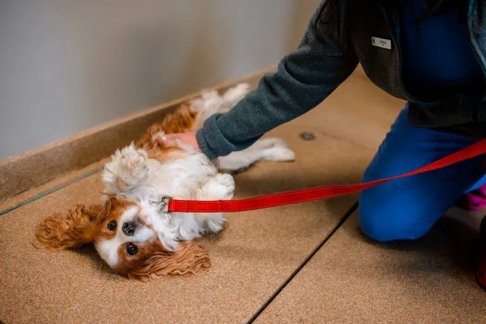 Westside Animal Hospital Picture 9