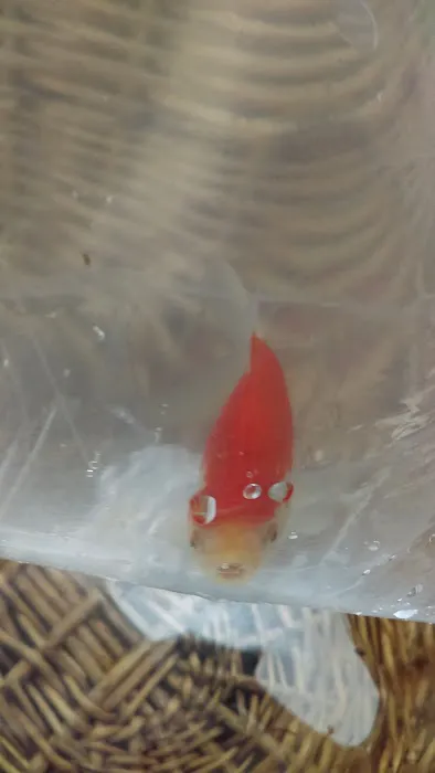 Petco Picture 8