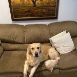Coldwater Animal Hospital: Korte John M DVM