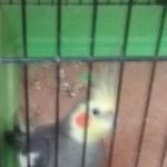 Pet Stop