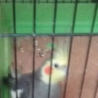 Pet Stop ico
