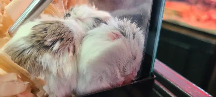 Pet Stop Picture 4