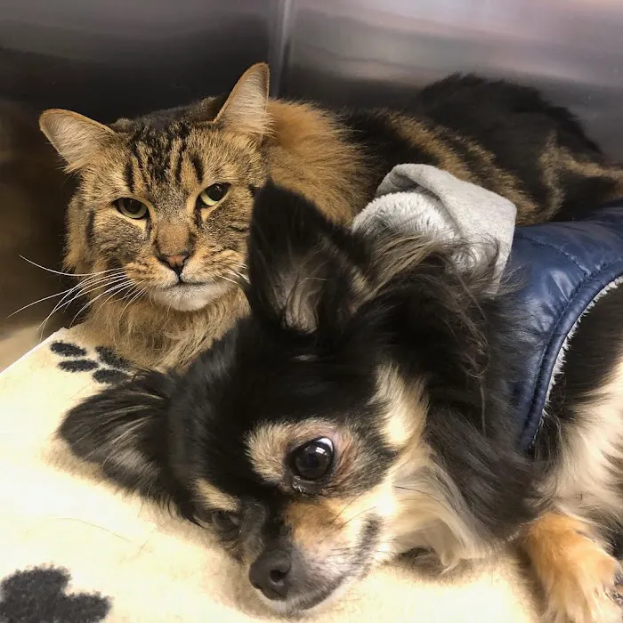 Coldwater Animal Hospital Picture 8