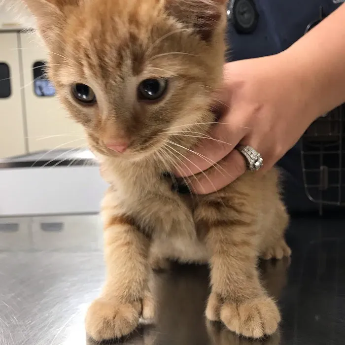 Coldwater Animal Hospital Picture 7