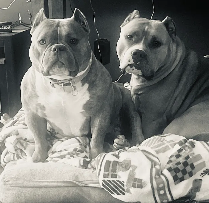 Coldwater Animal Hospital Picture 9