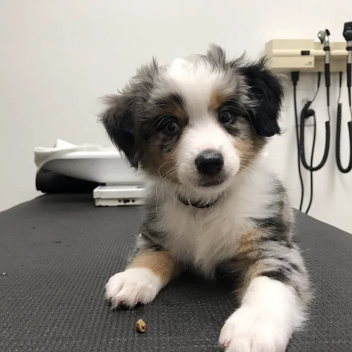Coldwater Animal Hospital Picture 10