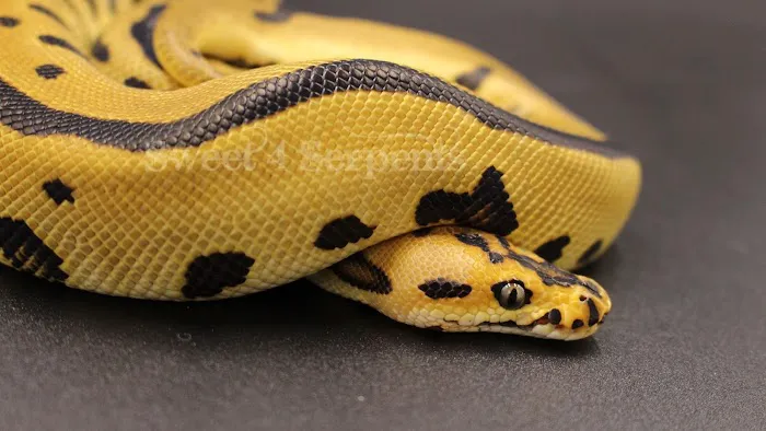 Sweet4Serpents Picture 1