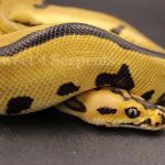 Sweet4Serpents
