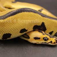 Sweet4Serpents ico