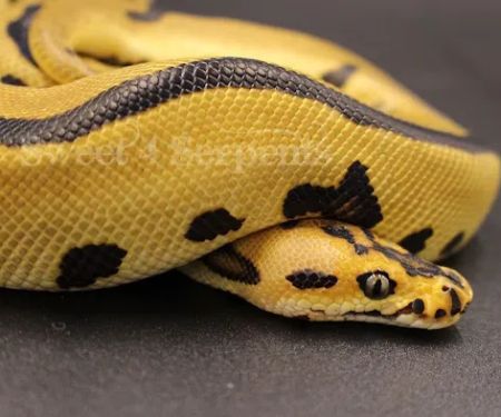 Sweet4Serpents