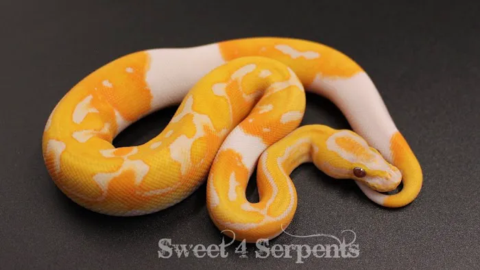 Sweet4Serpents Picture 2