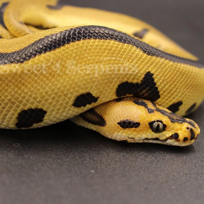 Sweet4Serpents Picture 5