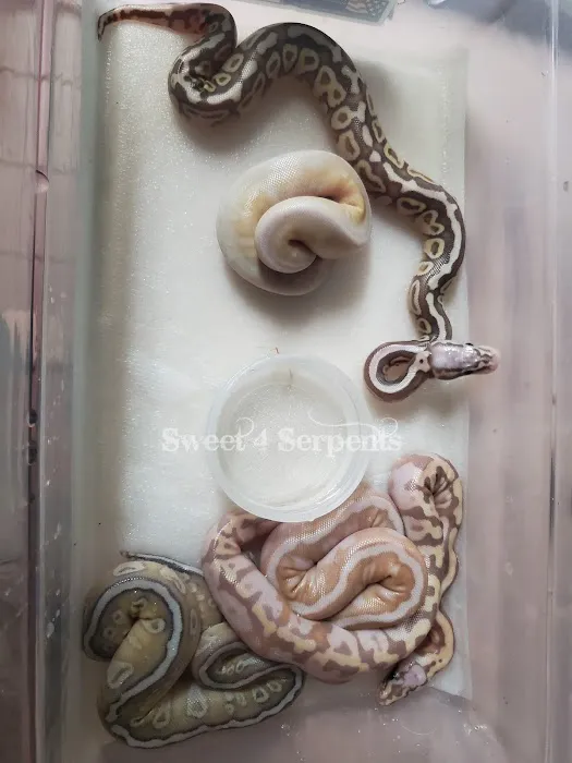 Sweet4Serpents Picture 6