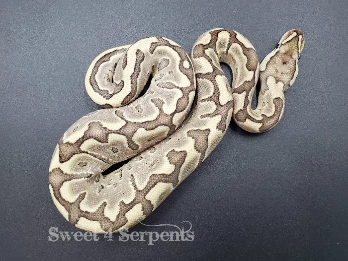 Sweet4Serpents Picture 7