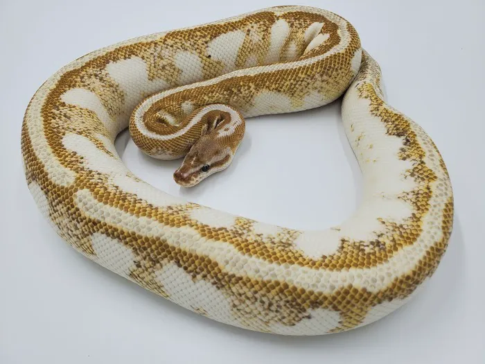 Sweet4Serpents Picture 8