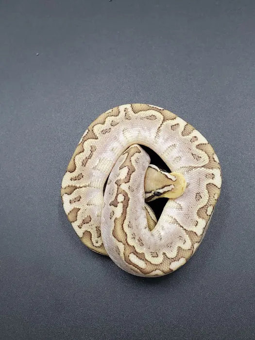 Sweet4Serpents Picture 10