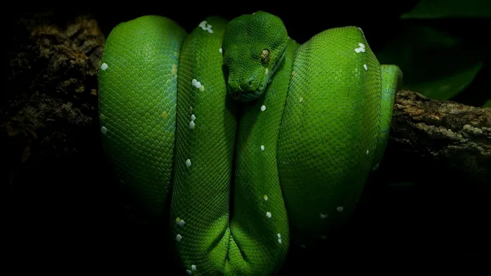 Hewitt Reptile Emporium Picture 2