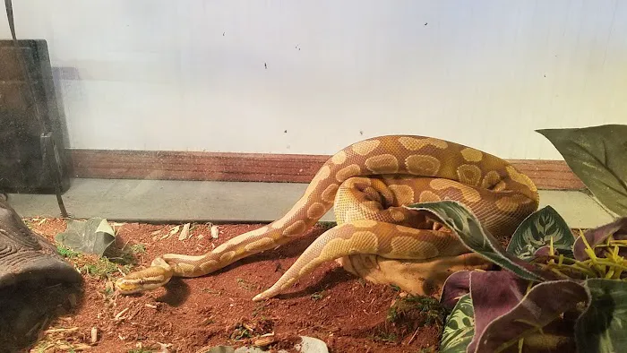 Hewitt Reptile Emporium Picture 8