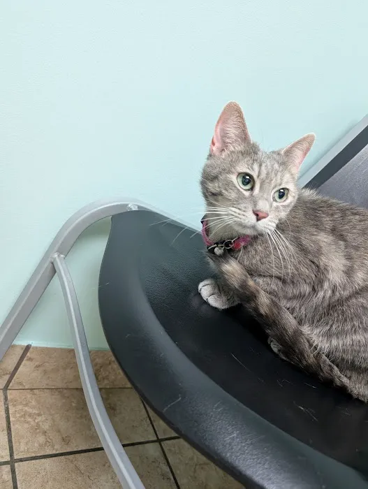 Stoney Pointe Pet Hospital Picture 3