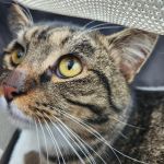 Stoney Pointe Pet Hospital
