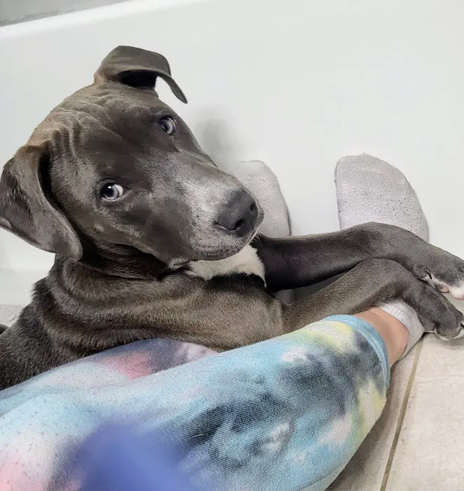 Stoney Pointe Pet Hospital Picture 4