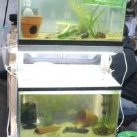 DENSMORE AQUA FARM ico