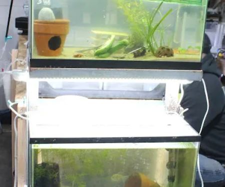 DENSMORE AQUA FARM