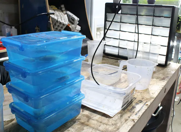 DENSMORE AQUA FARM Picture 6
