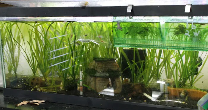 DENSMORE AQUA FARM Picture 4