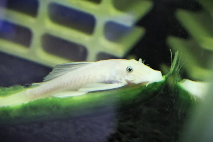 DENSMORE AQUA FARM Picture 9