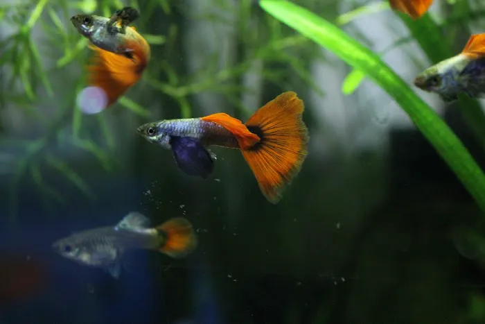 DENSMORE AQUA FARM Picture 10