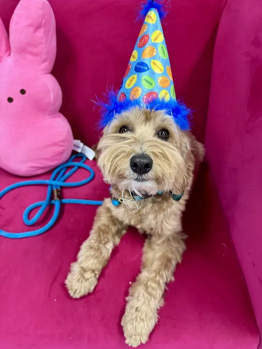 A Barkery Unleashed Picture 10