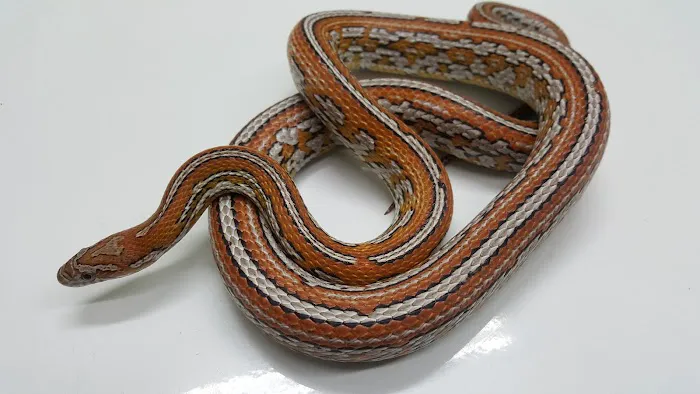 Nova Reptiles Picture 6