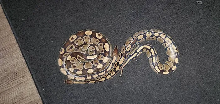 Nova Reptiles Picture 10