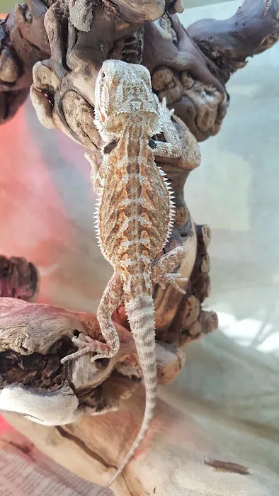 Nova Reptiles Picture 9
