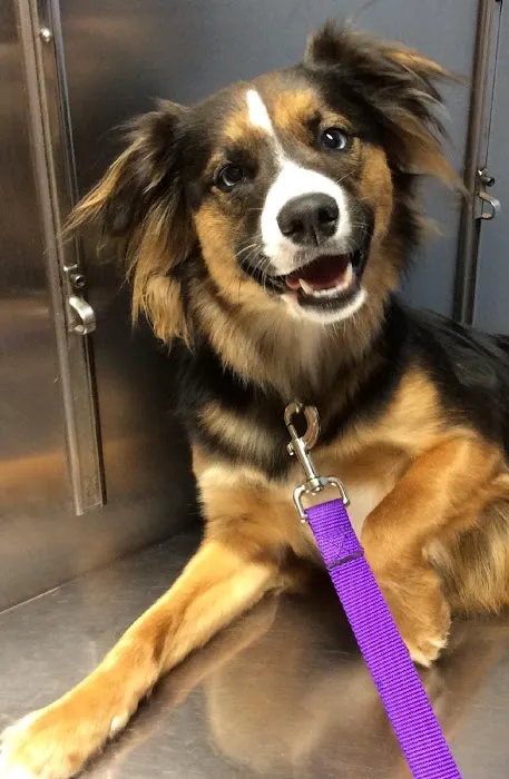 Barre Animal Hospital Picture 6