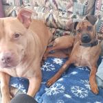 Barre Animal Hospital