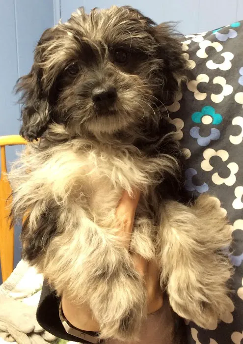 Barre Animal Hospital Picture 2