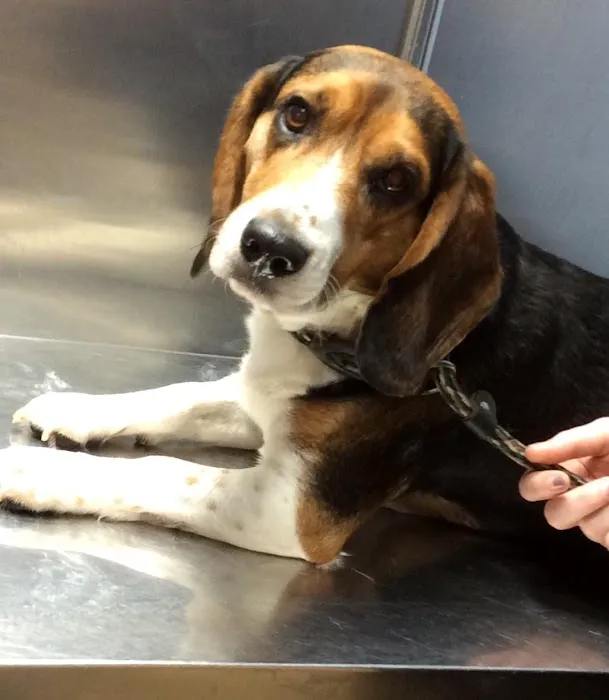 Barre Animal Hospital Picture 7