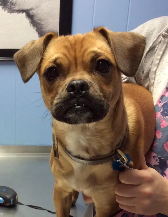 Barre Animal Hospital Picture 8