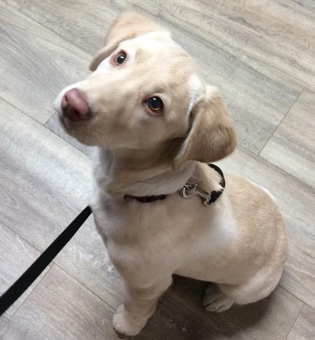 Barre Animal Hospital Picture 9